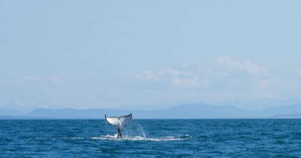 https://www.westtrek.com/wp-content/uploads/2022/05/©LisanneSmeele-Whalewatching-13-scaled-e1657564572773-600x315.jpg