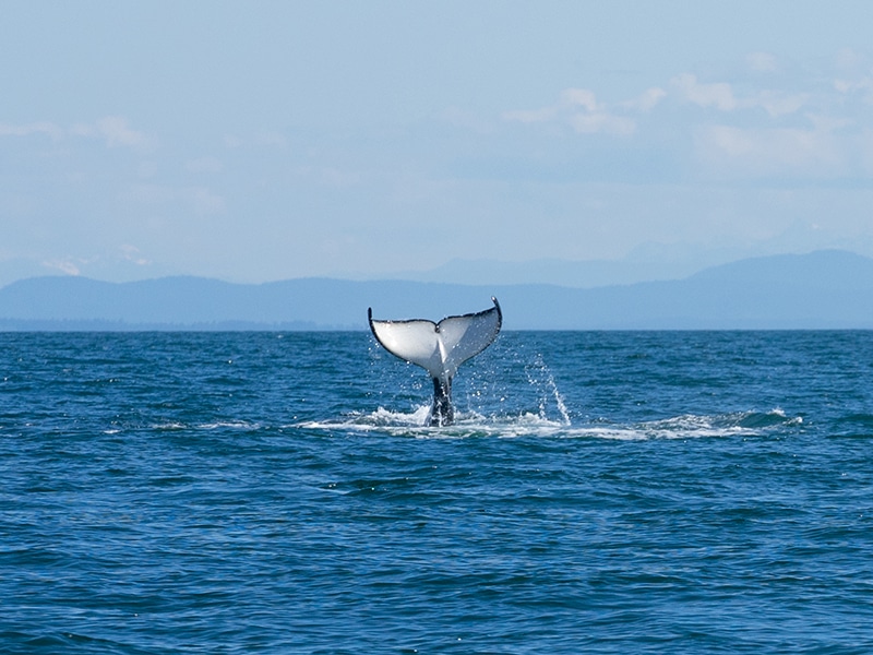 https://www.westtrek.com/wp-content/uploads/2022/06/©DCT-LisanneSmeele-WhaleWatching.jpg