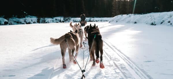 https://www.westtrek.com/wp-content/uploads/2022/08/dog-mushing-scaled-e1659653832191-600x276.jpg