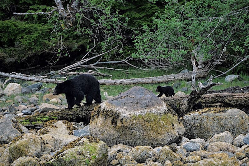 https://www.westtrek.com/wp-content/uploads/2022/10/©DCT-EltonHubner-Tofino-BearWatching.jpg