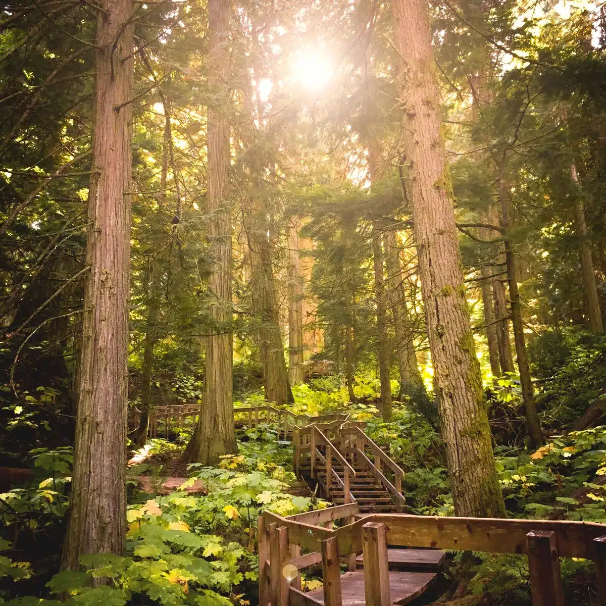 https://www.westtrek.com/wp-content/uploads/2022/11/©TourismRevelstoke-GiantCedarTrail-1200x1200-1.webp