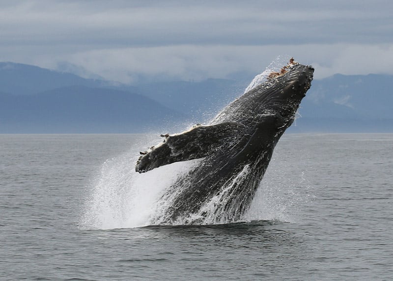 https://www.westtrek.com/wp-content/uploads/2023/02/Humpback-breaching-3.jpg