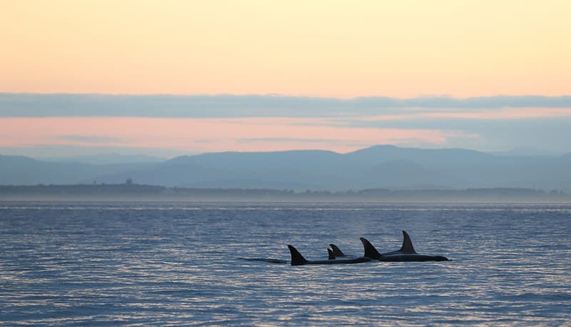 https://www.westtrek.com/wp-content/uploads/2023/02/Pod-of-orcas-at-Sunset-1.jpg