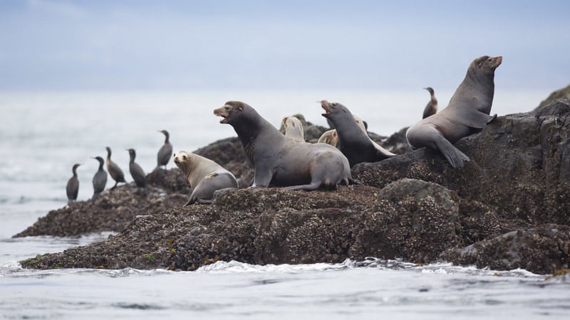 https://www.westtrek.com/wp-content/uploads/2023/02/Sea-Lions-2.jpg