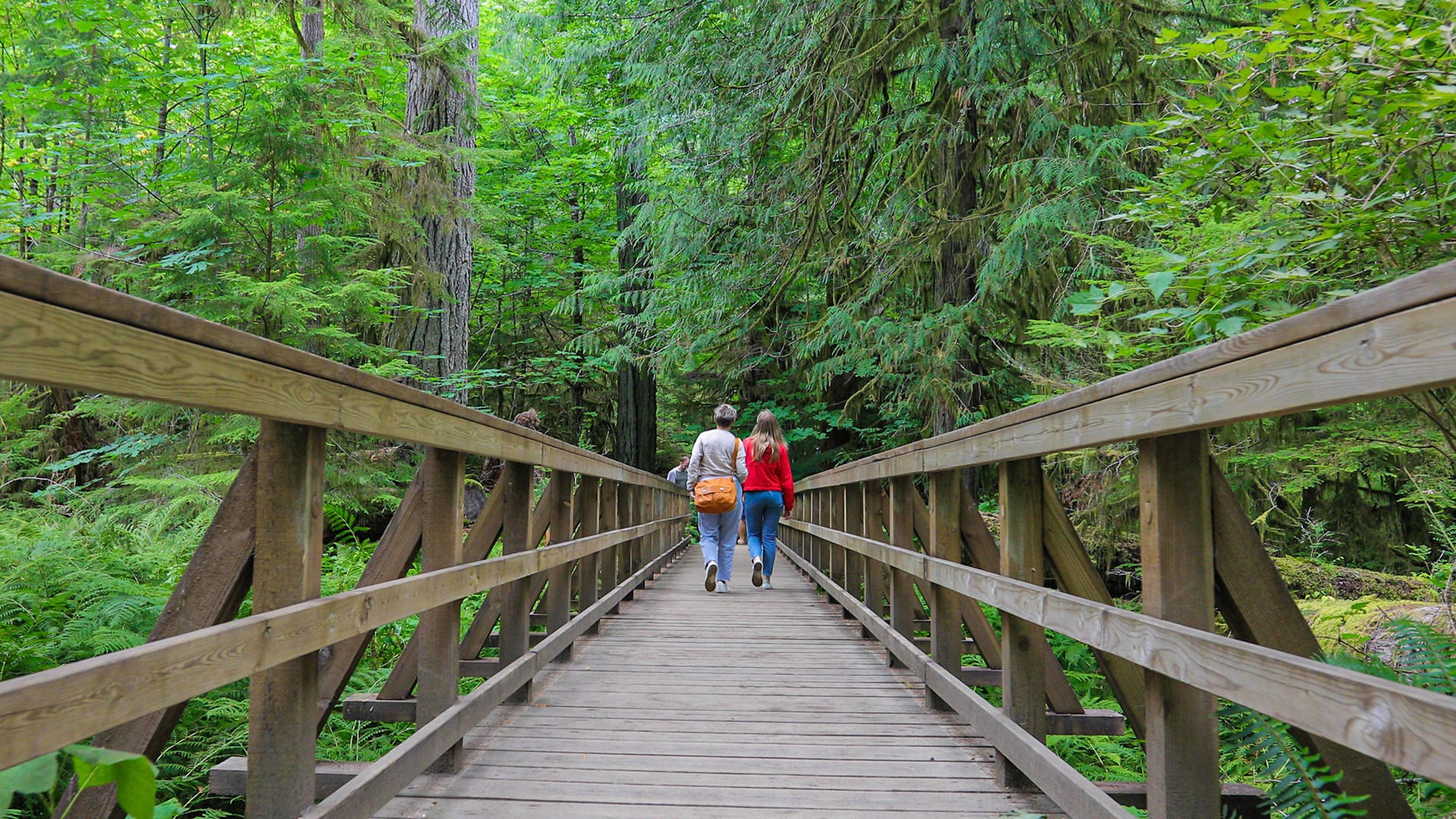 https://www.westtrek.com/wp-content/uploads/2024/01/©DCT-Tofino-Ucluelet-Rainforest.jpg